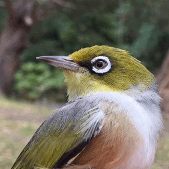 Australian Bird Study Association (ABSA)